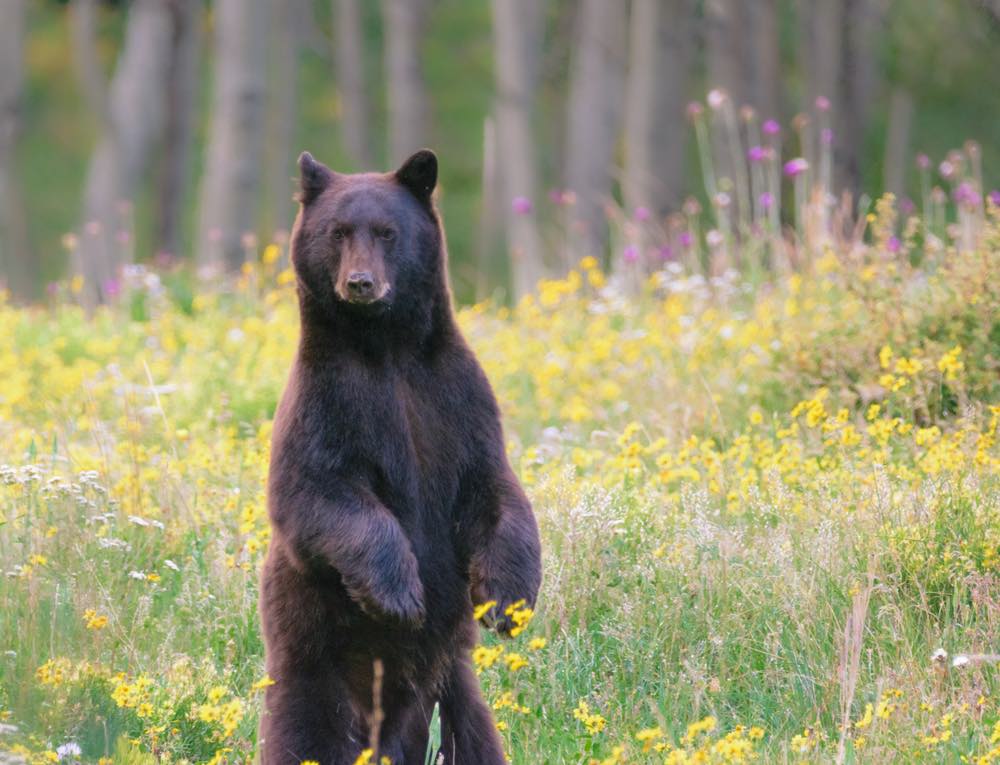 Bears Will Be Waking Up Soon – Are You Ready?