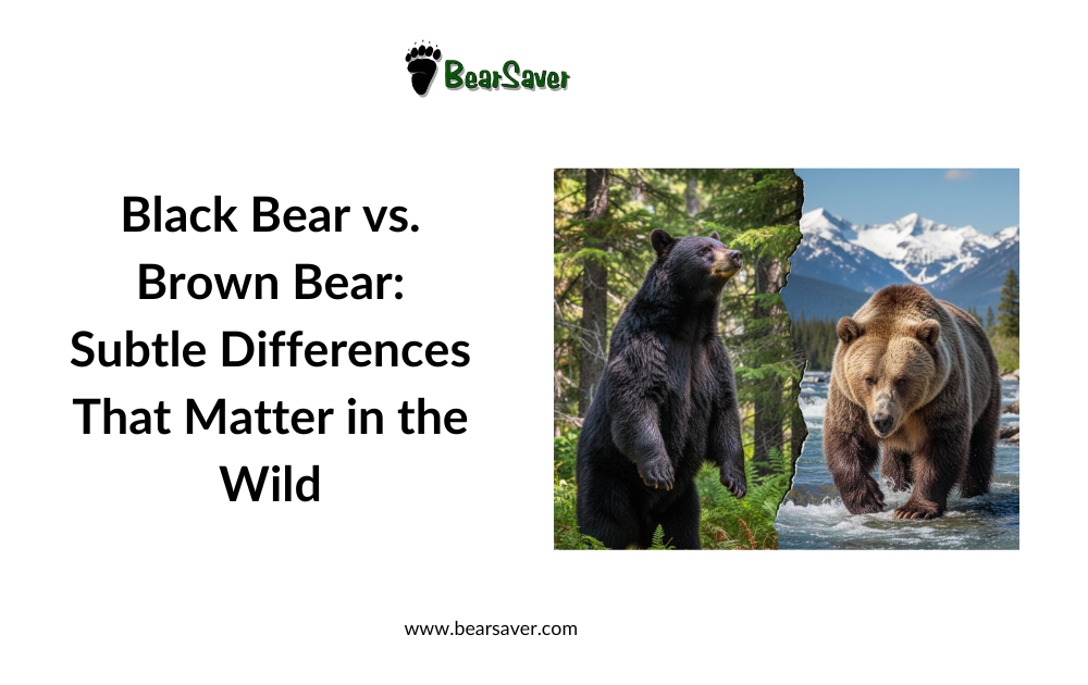 Black Bear vs. Brown Bear: Subtle Differences That Matter in the Wild