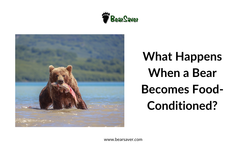 What Happens When a Bear Becomes Food-Conditioned?