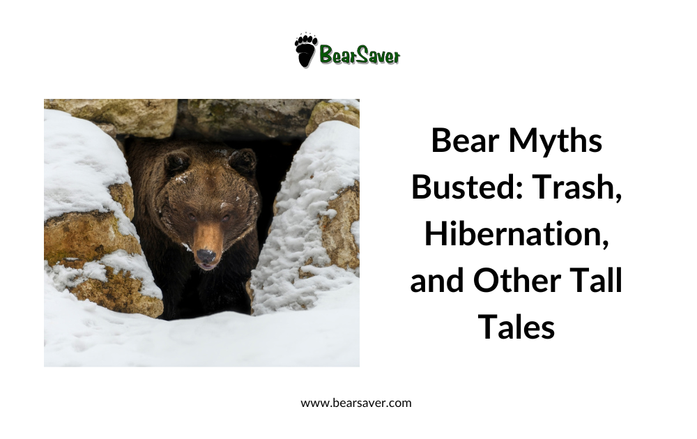Bear Myths Busted: Trash, Hibernation, and Other Tall Tales