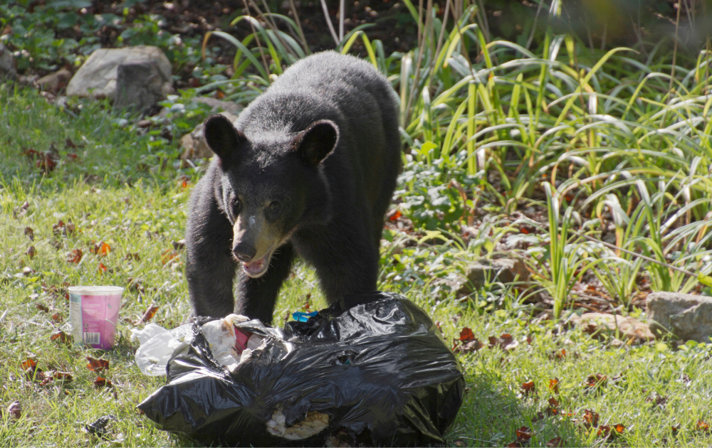 Harmony in Nature: Safeguarding Your Space from Wildlife Intruders