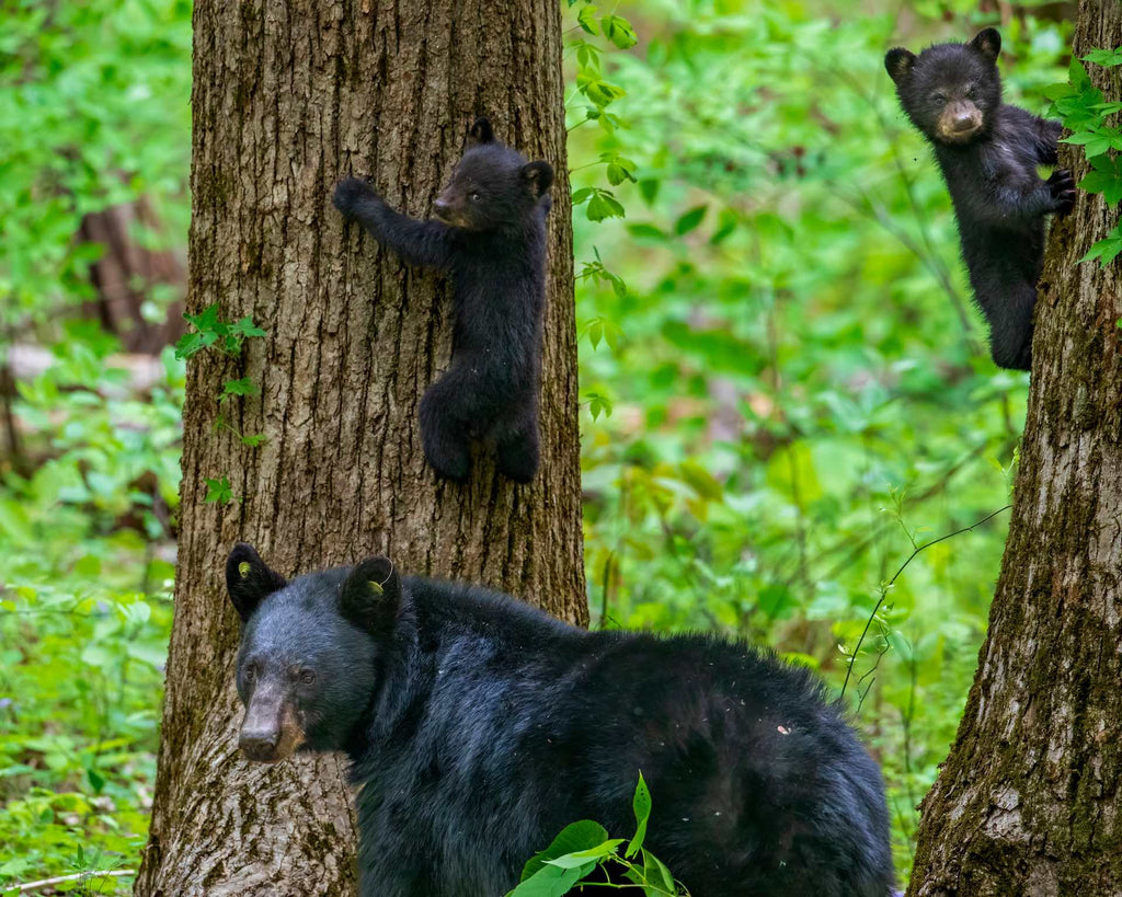 Exploring the Secret World of Black Bear Communication