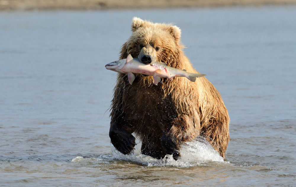 10 Fascinating Facts About Grizzly Bears