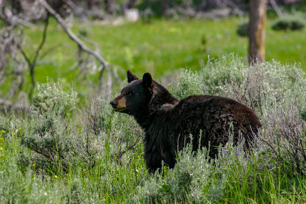 Preparing for the End of Hibernation Season with BearSaver