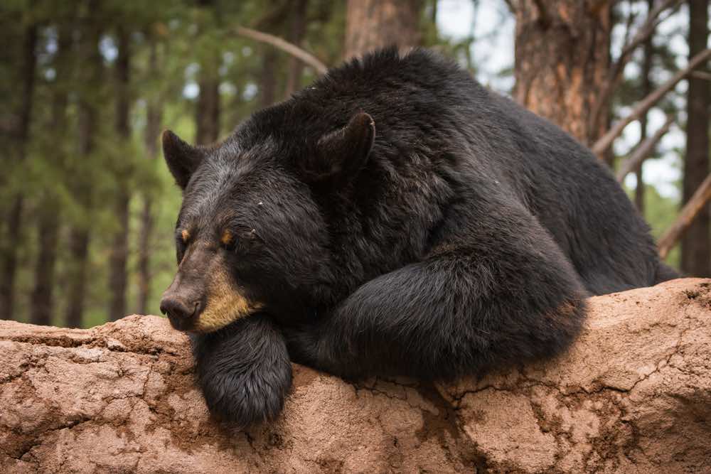 Bears, Bins, and Beyond: BearSaver's Ingenious Solution to Keep the Wild in Wildlife