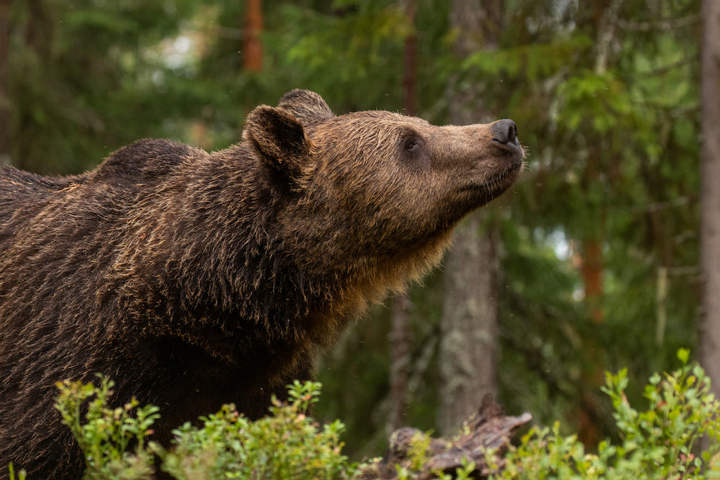 Understanding Bears’ Attraction to Trash
