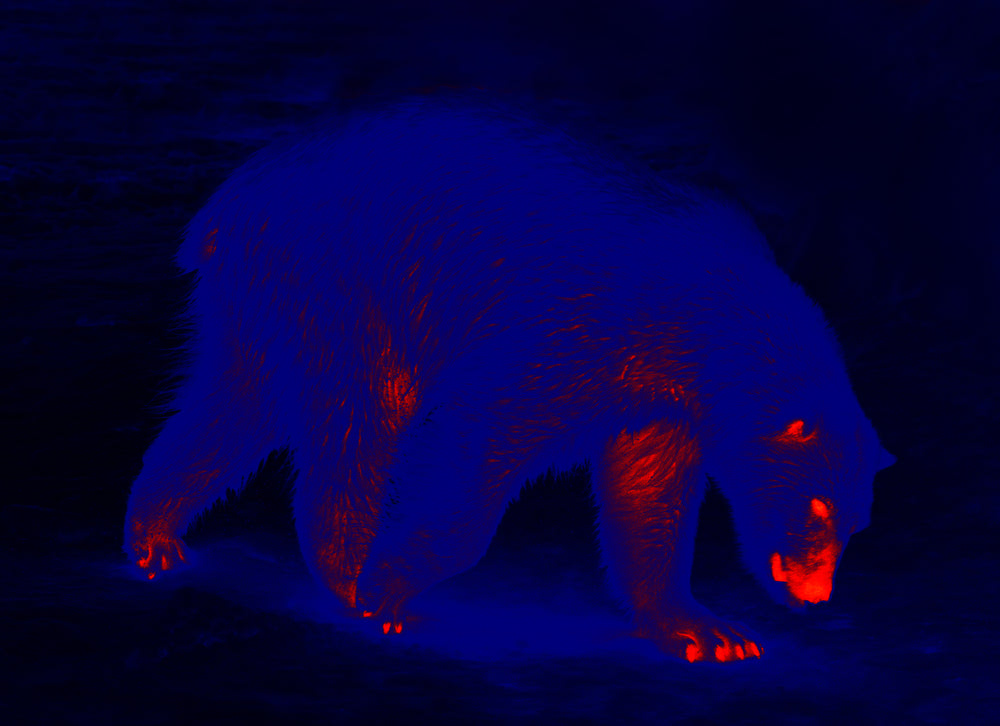 7 Surprising Facts About Bears We Bet You Didn’t Know