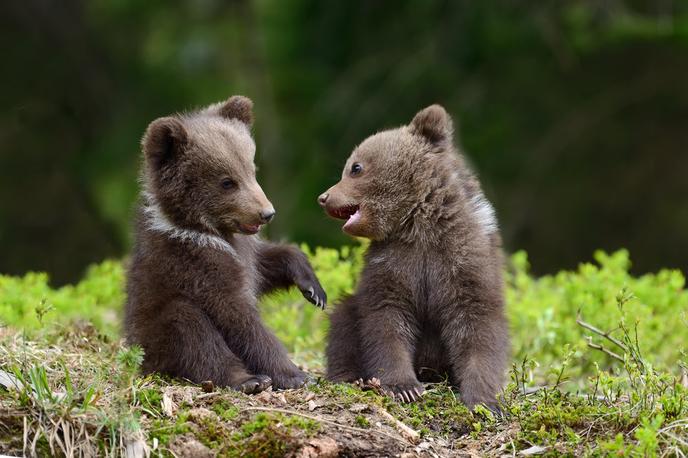 New Year’s Resolutions for People Living in Bear Country