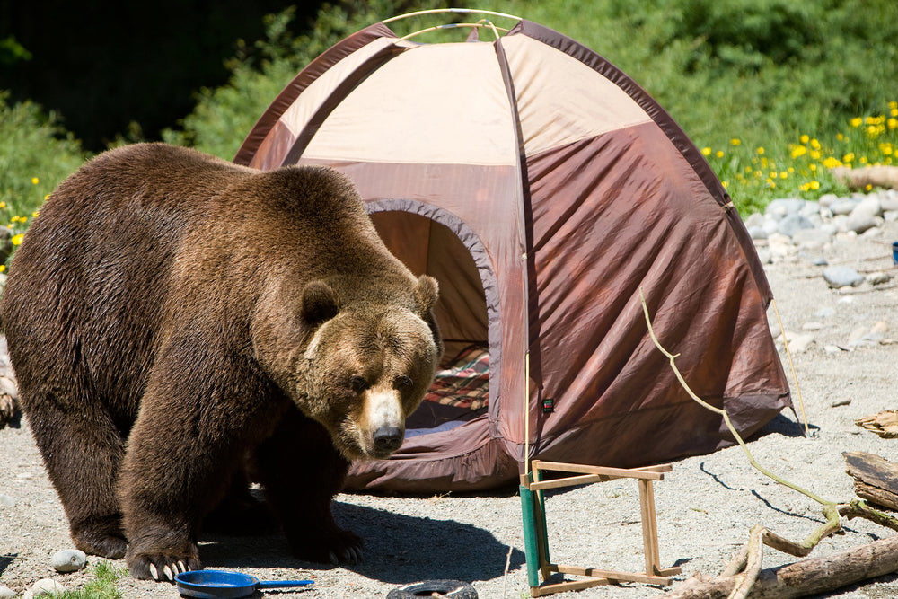 How You Can Help Bears in November