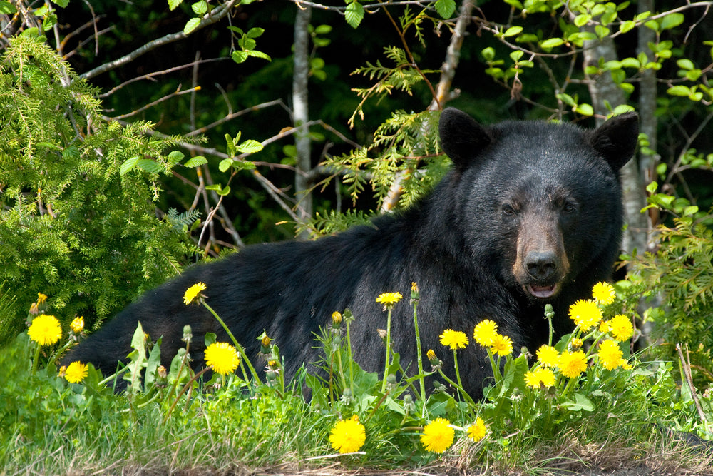 BearSaver Helps You Live Responsibly in Bear Country