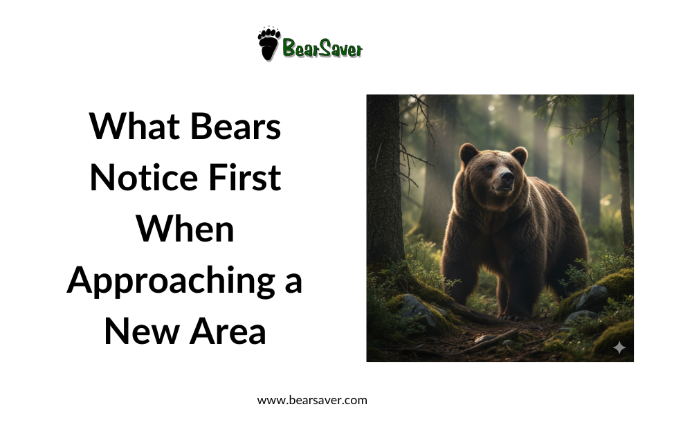 What Bears Notice First When Approaching a New Area