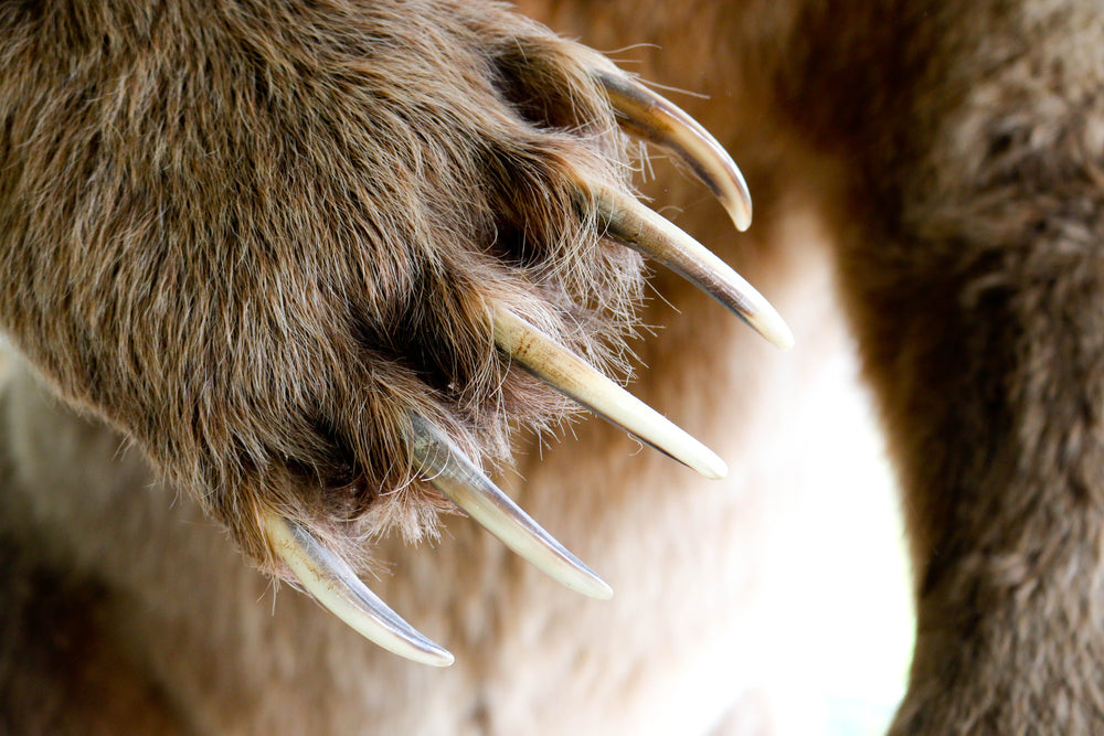 Grizzly Bears Have Emerged in Yellowstone – What You Should Know About These Magnificent Creatures