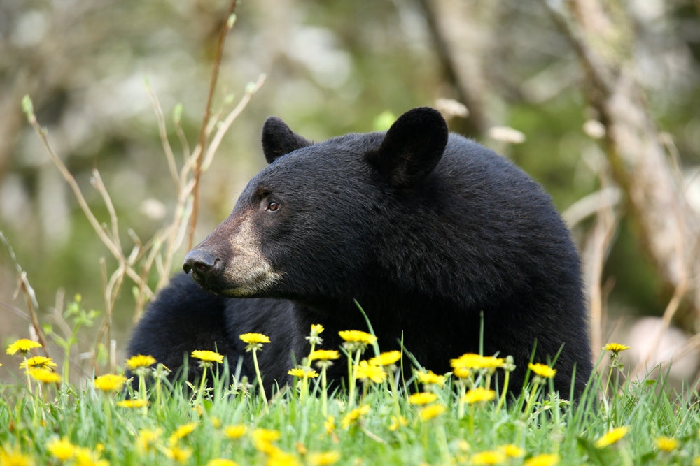 Spring is Back – That Means Black Bears Are, Too