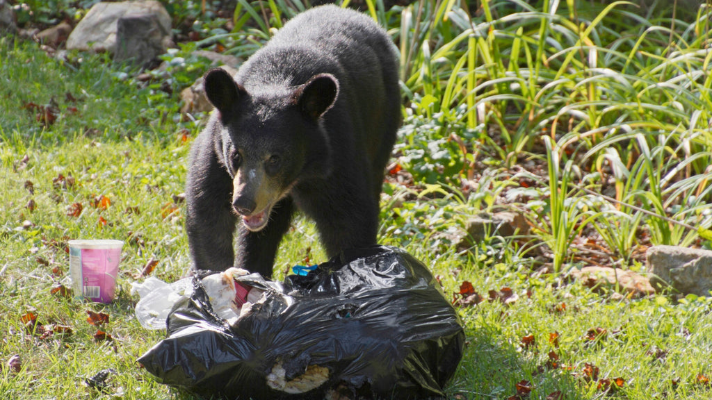Guarding Your Community: Understanding Bear Attraction and Effective Solutions