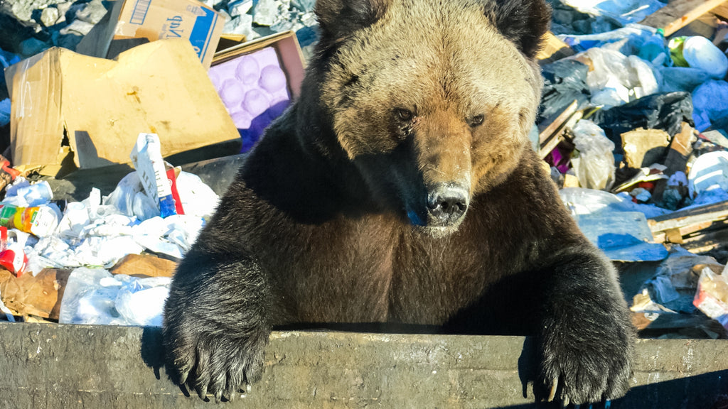 Bear-Resistant Waste Management Is Important in Communities