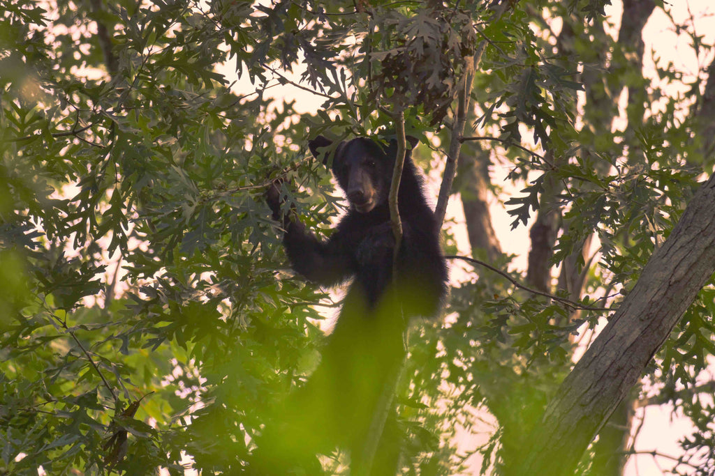 Black Bear Populations Are on the Rise – Do You Know What to Do?