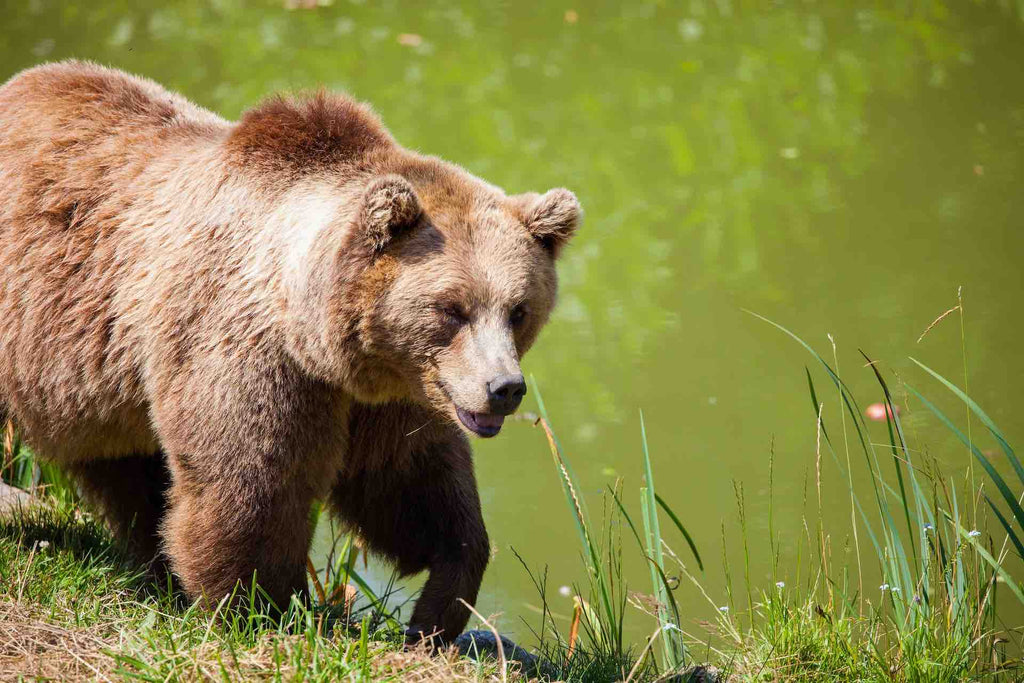 BearSaver is a Favorite of Our National Parks