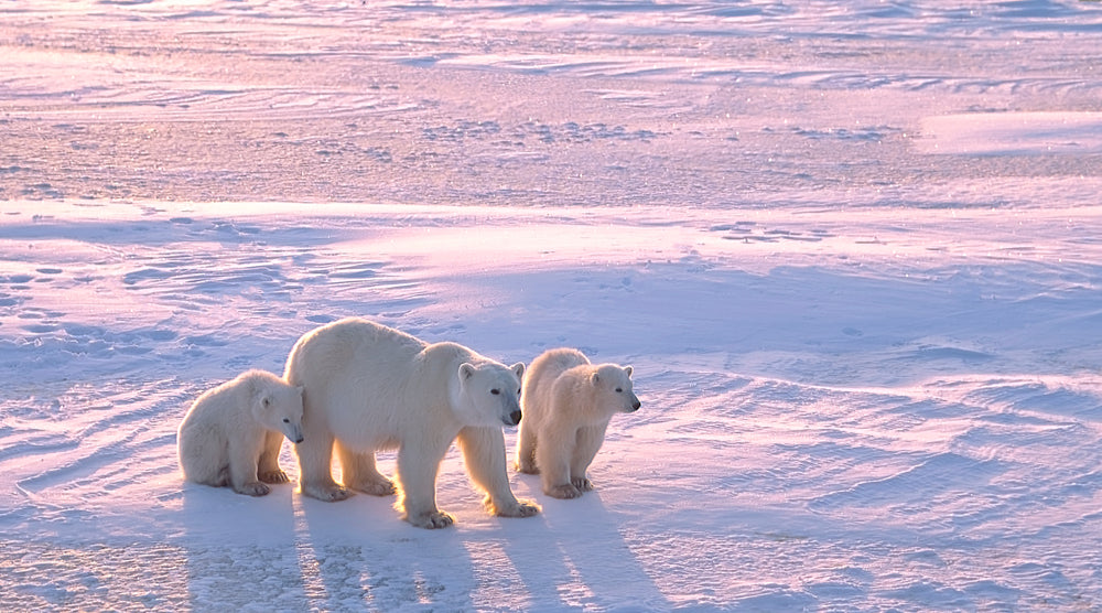 Where Do You Need To Be Bear Aware?