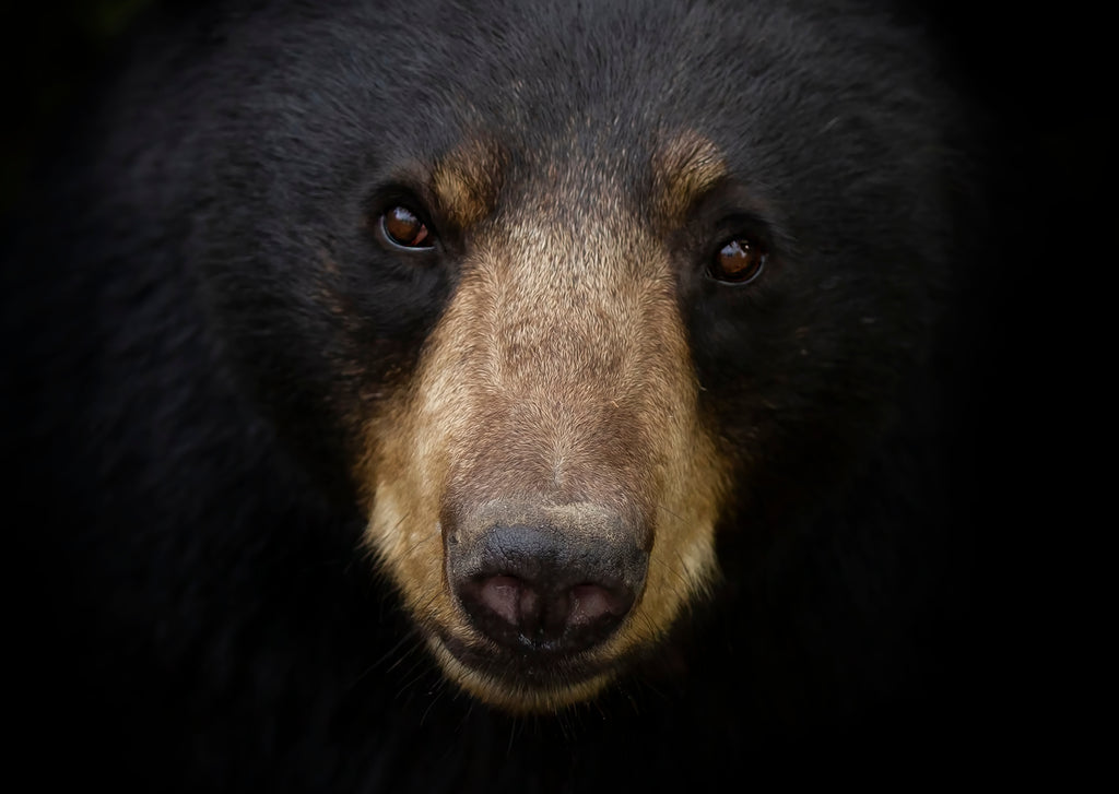Bears Unveiled: Debunking Myths and Protecting Communities with BearSaver's Solutions