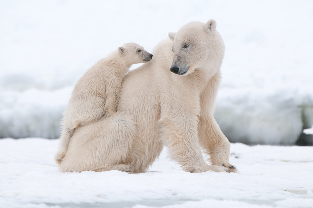 What You Can Do to Help Polar Bears
