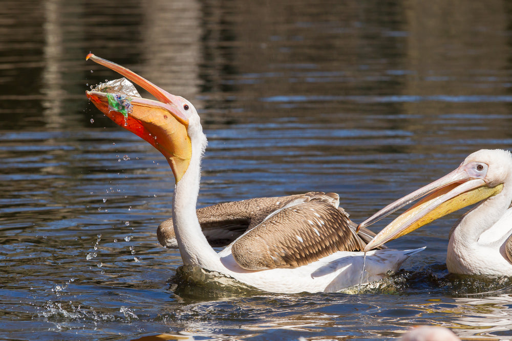 The Impact of Litter on Wildlife and Ways to Mitigate It