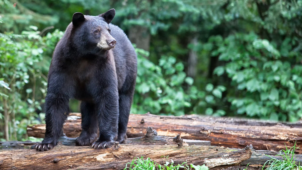 The Pros and Cons of Bear-Proof Trash Can Requirements