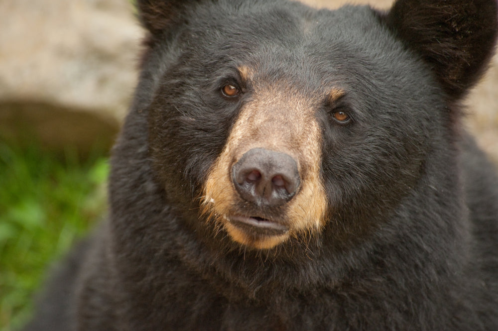 Knowing More About Bears Keeps You – and Bears – Safe