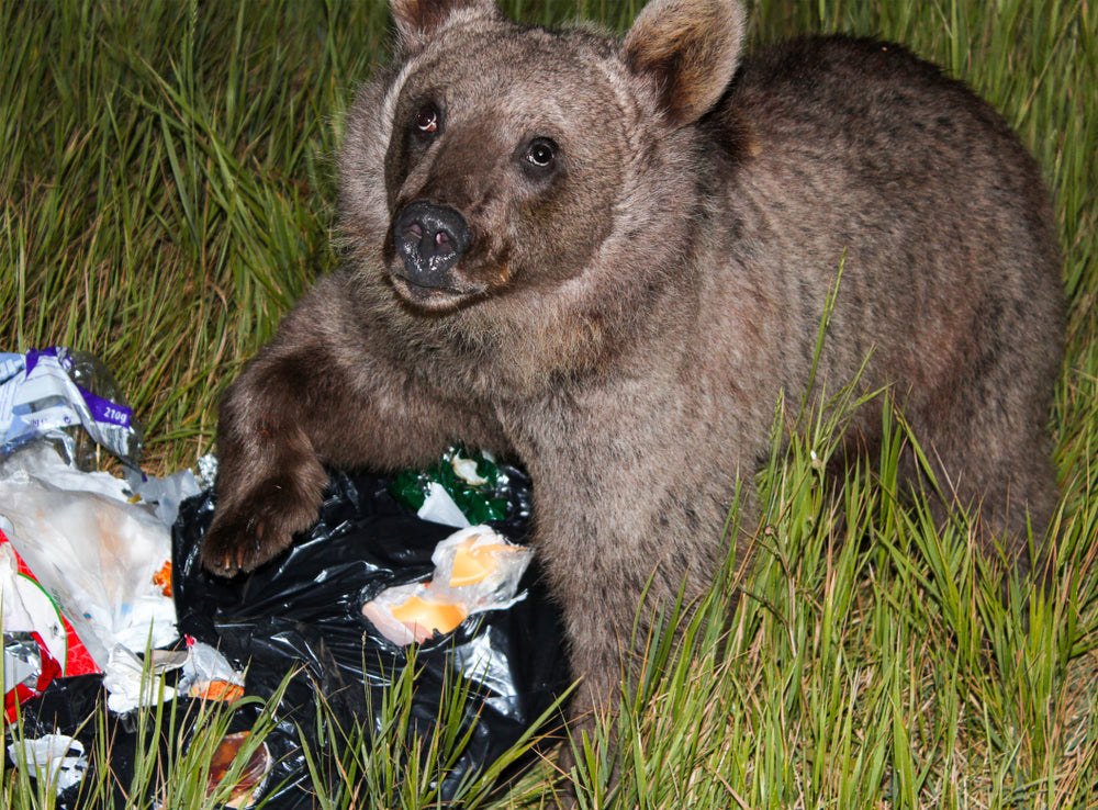 Understanding Bear Behavior: Why Proper Trash Management is Essential