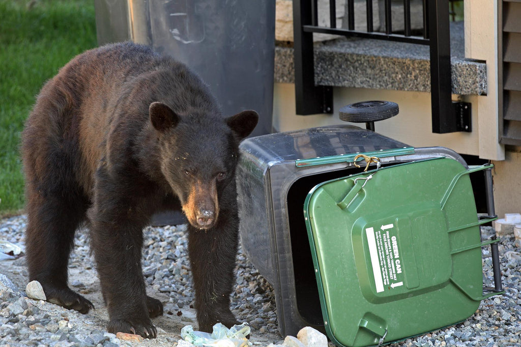 The Long-Term Savings of Bear-Proof Trash Cans