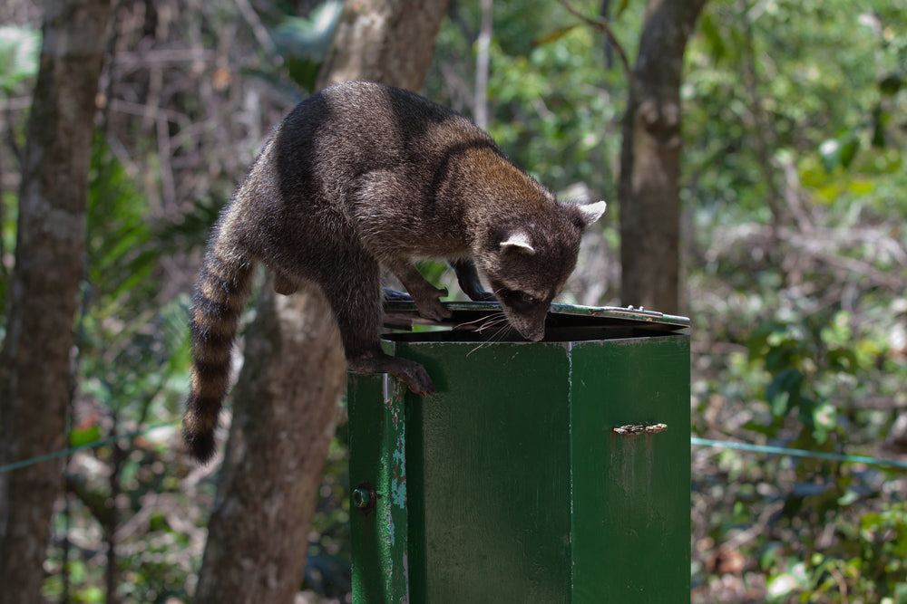 Beyond Bears: How Our Trash Cans Also Keep Out Raccoons, Coyotes, and Other Wildlife