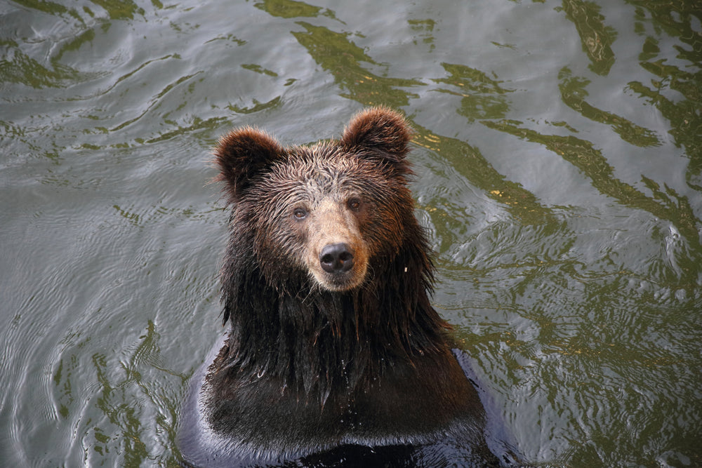 Bears Find Creative Ways to Beat the Heat