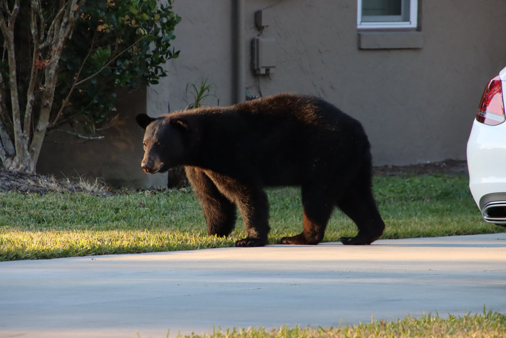 Keeping Bears at Bay: Bear-Proof Trash Cans from BearSaver.com Ensure Neighborhood Safety and Conservation