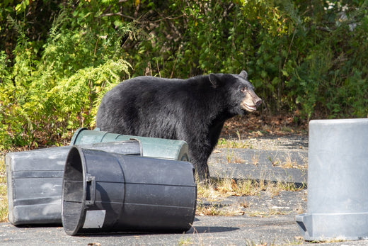 The Environmental Impact of Animal-Resistant Trash Solutions