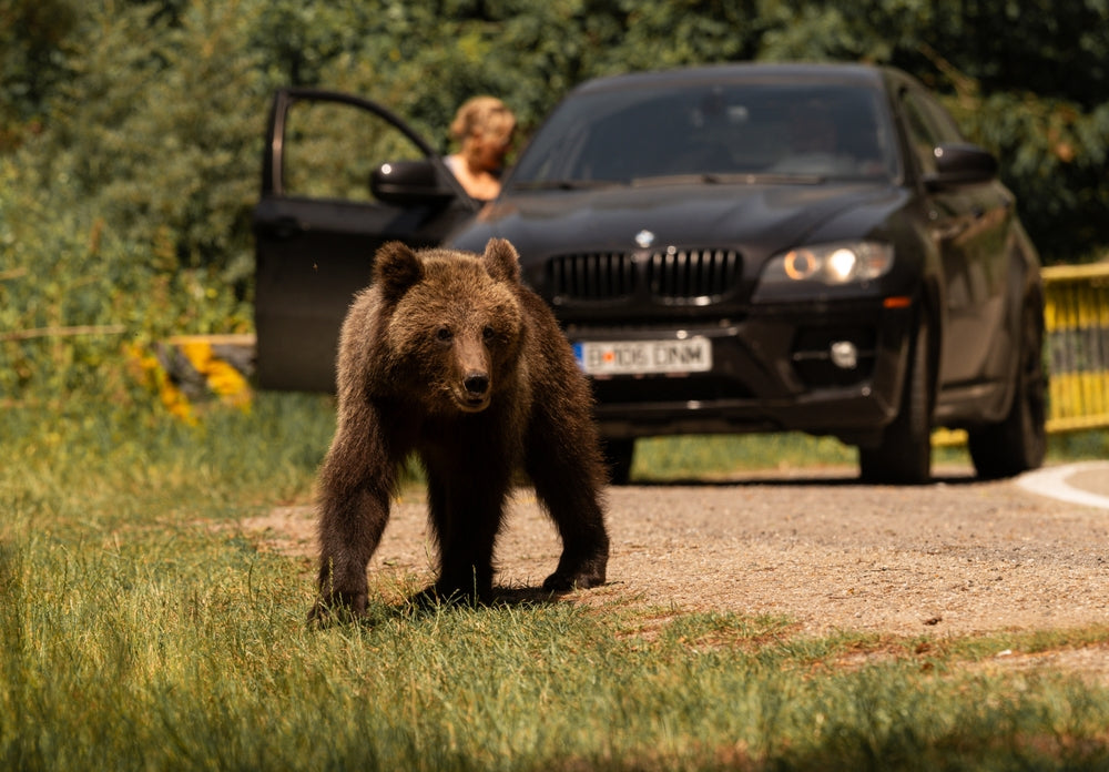 The Rise of Urban Bears: What to Do When a Bear Visits Your Neighborhood