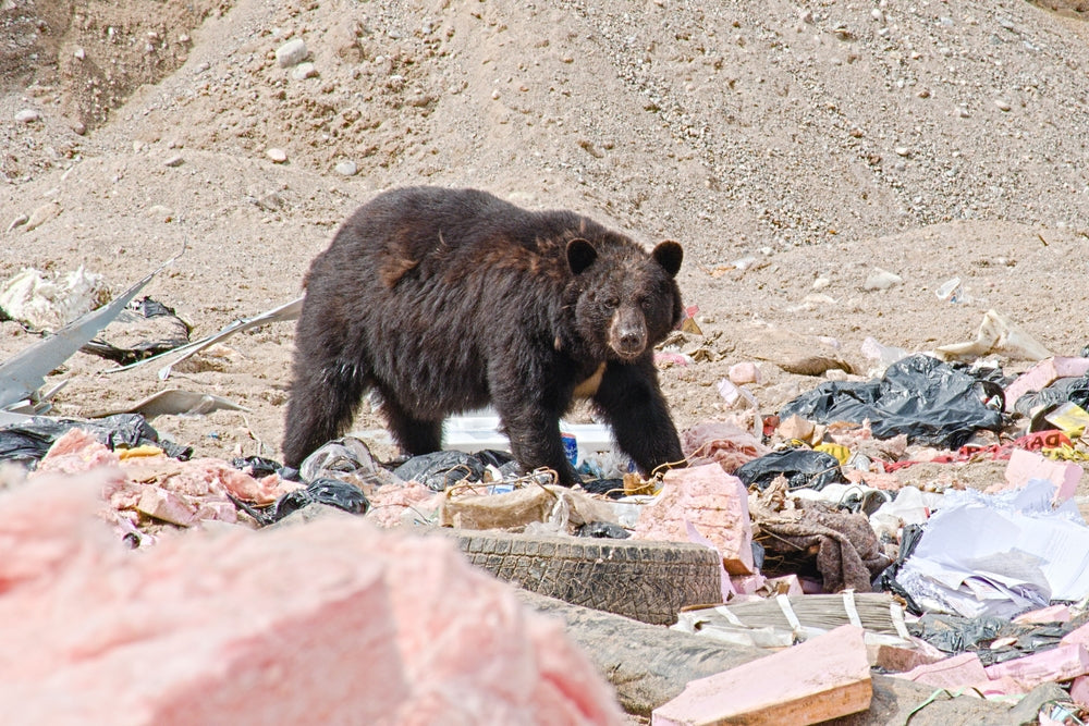 Top 5 Tips for Keeping Wildlife Away from Your Trash Bins