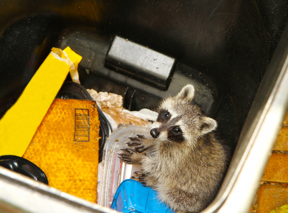 Tips for Keeping Animals Out of Your Trash: A Guide to Responsible Waste Management