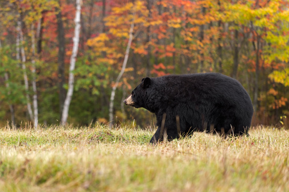 Bears Become More Active as Winter Approaches