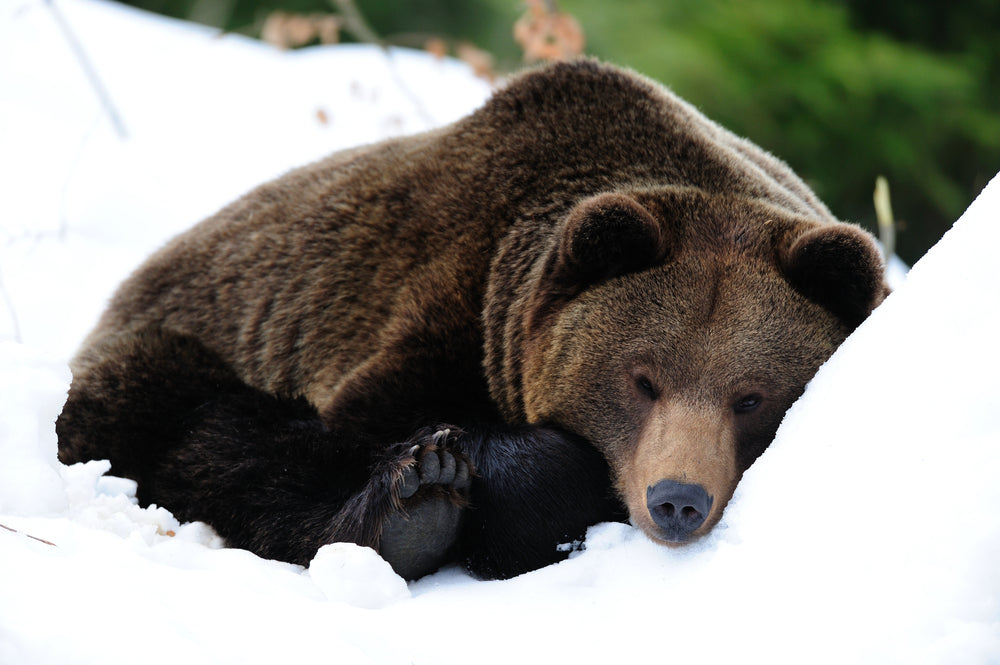 Is Your Home a Cozy Winter Retreat for Bears?