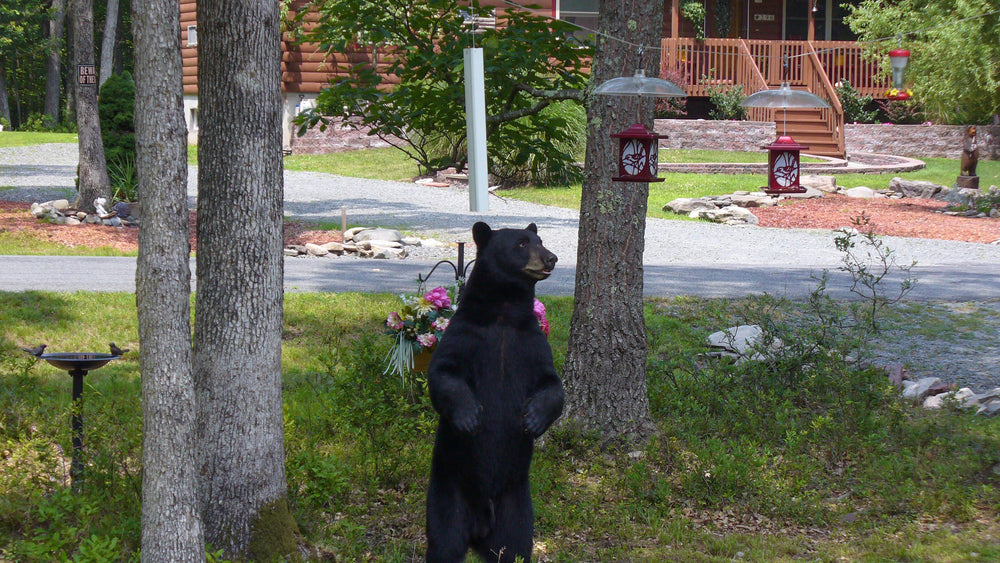 What Does “Bear-Proof” Actually Mean? – BearSaver