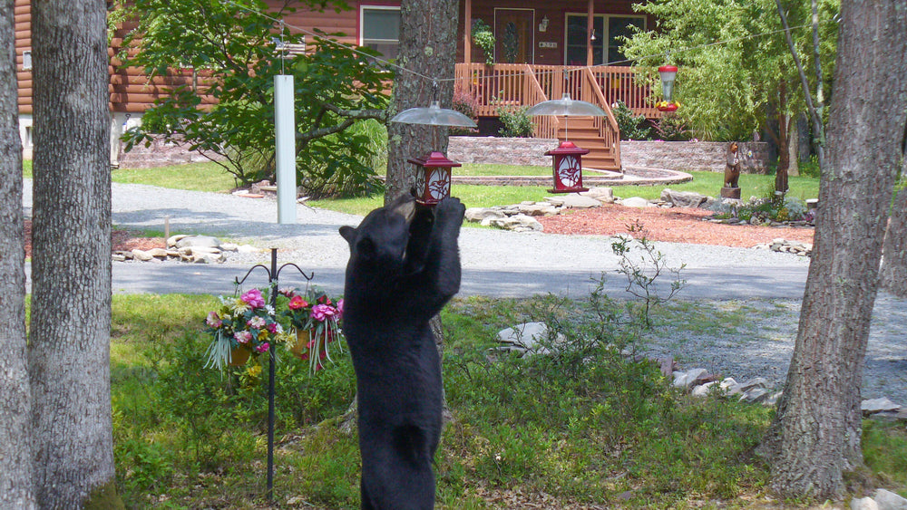 Bears Moving Into Cities Where Human Food Sources Are Plentiful