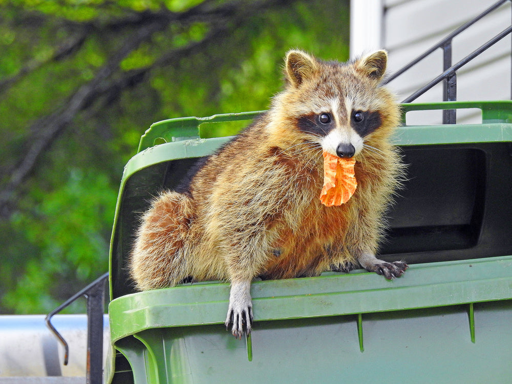 Mitigating Urban Wildlife Conflicts: The Role of Animal-Resistant Trash Cans